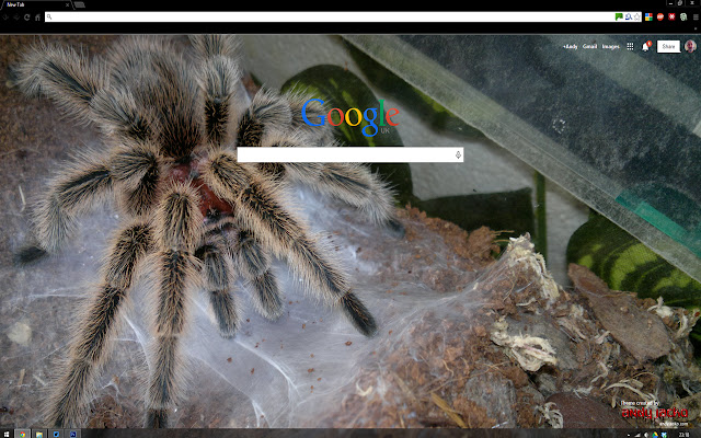 Grammostola north Tarantula from Chrome web store to be run with OffiDocs Chromium online Grammostola north Tarantula from Chrome web store to be run with OffiDocs Chromium online