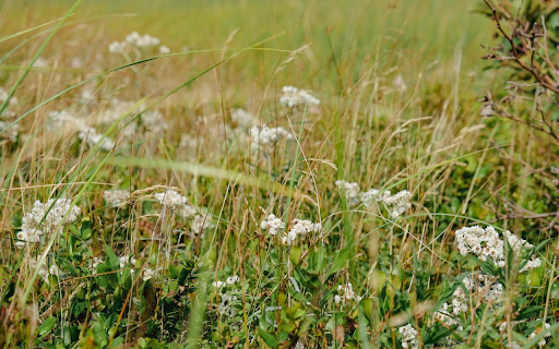 Grass and fragrant flowers from Chrome web store to be run with OffiDocs Chromium online Grass and fragrant flowers from Chrome web store to be run with OffiDocs Chromium online