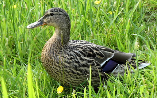 Grass duck on grass field from Chrome web store to be run with OffiDocs Chromium online Grass duck on grass field from Chrome web store to be run with OffiDocs Chromium online