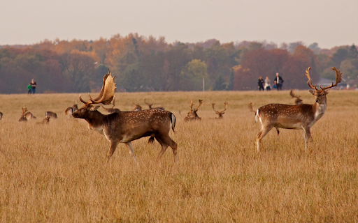 grass fields and animals from Chrome web store to be run with OffiDocs Chromium online grass fields and animals from Chrome web store to be run with OffiDocs Chromium online