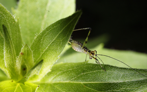 Grasshopper from Chrome web store to be run with OffiDocs Chromium online Grasshopper from Chrome web store to be run with OffiDocs Chromium online