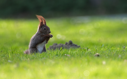 Gray Squirrel from Chrome web store to be run with OffiDocs Chromium online Gray Squirrel from Chrome web store to be run with OffiDocs Chromium online