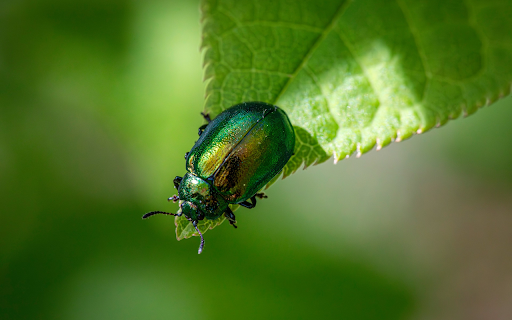 Green Beetle on the Leaf Tail from Chrome web store to be run with OffiDocs Chromium online Green Beetle on the Leaf Tail from Chrome web store to be run with OffiDocs Chromium online