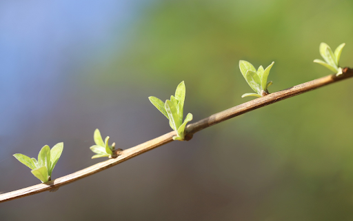 Green buds from Chrome web store to be run with OffiDocs Chromium online Green buds from Chrome web store to be run with OffiDocs Chromium online