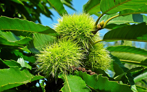 Green chestnut tree from Chrome web store to be run with OffiDocs Chromium online Green chestnut tree from Chrome web store to be run with OffiDocs Chromium online