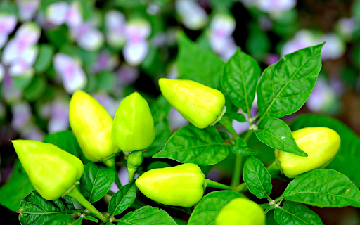 Green chili peppers from Chrome web store to be run with OffiDocs Chromium online Green chili peppers from Chrome web store to be run with OffiDocs Chromium online