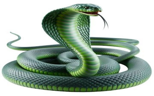 green cobra wallpaper from Chrome web store to be run with OffiDocs Chromium online green cobra wallpaper from Chrome web store to be run with OffiDocs Chromium online