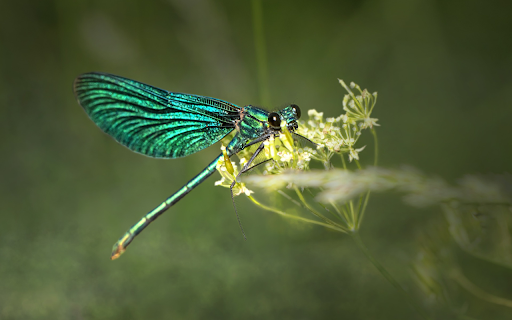 Green dragonfly from Chrome web store to be run with OffiDocs Chromium online Green dragonfly from Chrome web store to be run with OffiDocs Chromium online