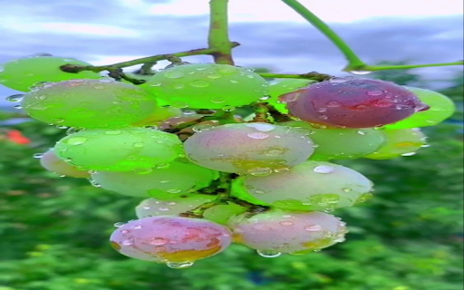 Green grapes wallpaper from Chrome web store to be run with OffiDocs Chromium online Green grapes wallpaper from Chrome web store to be run with OffiDocs Chromium online