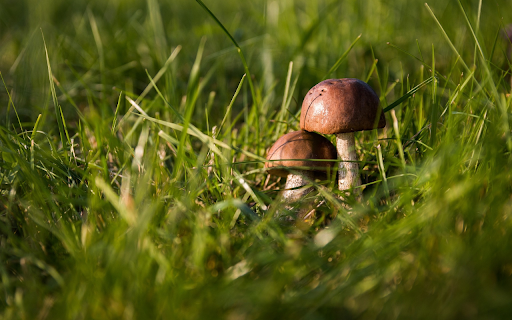Green grass and mushrooms from Chrome web store to be run with OffiDocs Chromium online Green grass and mushrooms from Chrome web store to be run with OffiDocs Chromium online