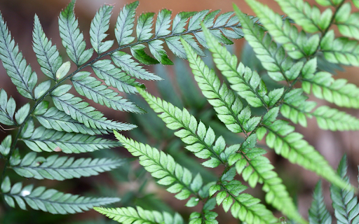 Green Leaves from Chrome web store to be run with OffiDocs Chromium online Green Leaves from Chrome web store to be run with OffiDocs Chromium online