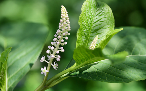 Green leaves and white flowers from Chrome web store to be run with OffiDocs Chromium online Green leaves and white flowers from Chrome web store to be run with OffiDocs Chromium online