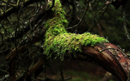 Green moss patch from Chrome web store to be run with OffiDocs Chromium online Green moss patch from Chrome web store to be run with OffiDocs Chromium online