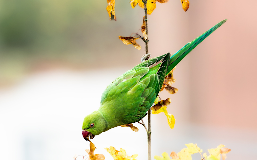 Green parrot on yellow leaf branch from Chrome web store to be run with OffiDocs Chromium online Green parrot on yellow leaf branch from Chrome web store to be run with OffiDocs Chromium online