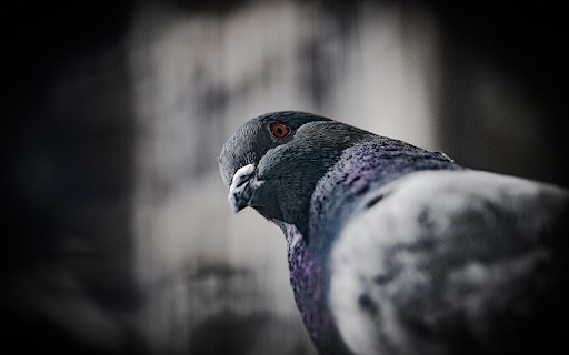 Green pigeon from Chrome web store to be run with OffiDocs Chromium online Green pigeon from Chrome web store to be run with OffiDocs Chromium online