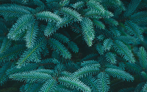 Green pine branches from Chrome web store to be run with OffiDocs Chromium online Green pine branches from Chrome web store to be run with OffiDocs Chromium online