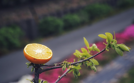 half an orange on the tree from Chrome web store to be run with OffiDocs Chromium online half an orange on the tree from Chrome web store to be run with OffiDocs Chromium online