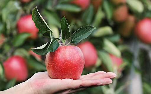 Hand and red apple from Chrome web store to be run with OffiDocs Chromium online Hand and red apple from Chrome web store to be run with OffiDocs Chromium online