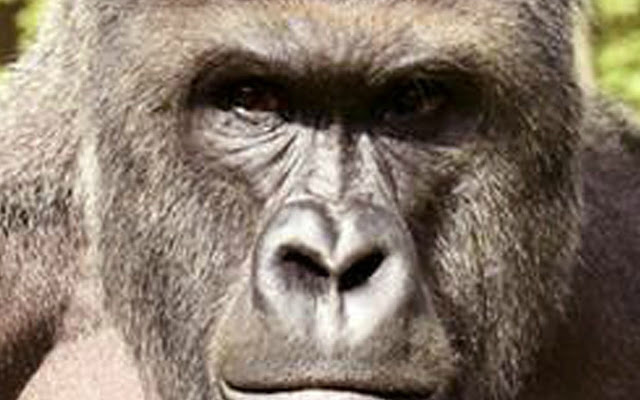Harambe Theme from Chrome web store to be run with OffiDocs Chromium online Harambe Theme from Chrome web store to be run with OffiDocs Chromium online