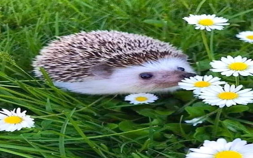 Hedgehog on the lawn wallpaper from Chrome web store to be run with OffiDocs Chromium online Hedgehog on the lawn wallpaper from Chrome web store to be run with OffiDocs Chromium online