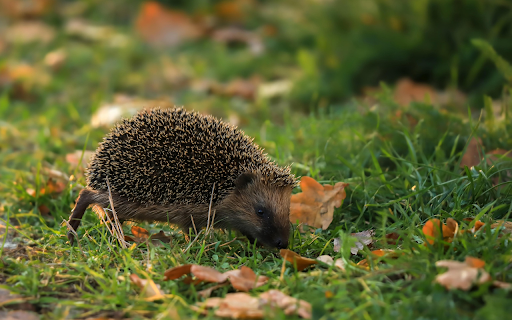 Hedgehog under the tree from Chrome web store to be run with OffiDocs Chromium online Hedgehog under the tree from Chrome web store to be run with OffiDocs Chromium online