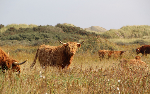 Herd of bulls from Chrome web store to be run with OffiDocs Chromium online Herd of bulls from Chrome web store to be run with OffiDocs Chromium online