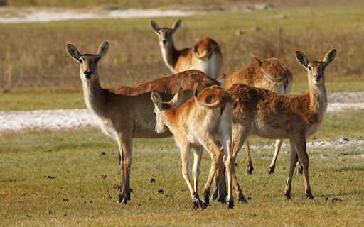 Herd of Deer Looking Away from Chrome web store to be run with OffiDocs Chromium online Herd of Deer Looking Away from Chrome web store to be run with OffiDocs Chromium online
