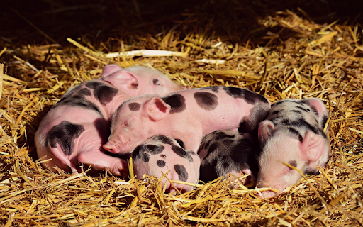 herd of piglets from Chrome web store to be run with OffiDocs Chromium online herd of piglets from Chrome web store to be run with OffiDocs Chromium online