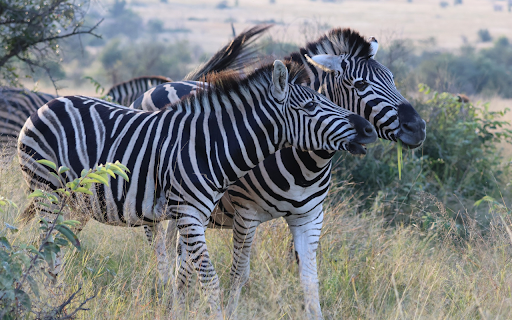 Herd of Zebras on the Wild Grass from Chrome web store to be run with OffiDocs Chromium online Herd of Zebras on the Wild Grass from Chrome web store to be run with OffiDocs Chromium online