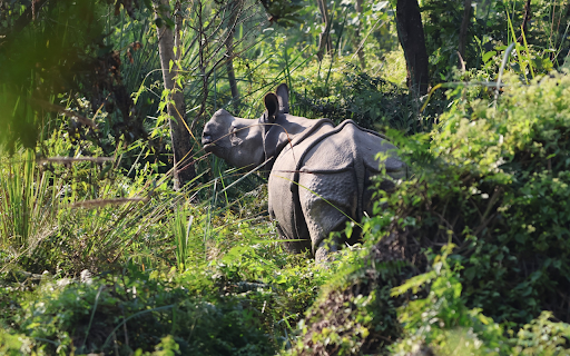 Hippo in the bushes from Chrome web store to be run with OffiDocs Chromium online Hippo in the bushes from Chrome web store to be run with OffiDocs Chromium online