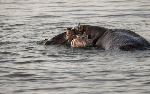 Hippopotamus2 from Chrome web store to be run with OffiDocs Chromium online Hippopotamus2 from Chrome web store to be run with OffiDocs Chromium online