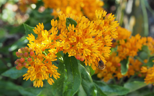 Honey and insects from Chrome web store to be run with OffiDocs Chromium online Honey and insects from Chrome web store to be run with OffiDocs Chromium online