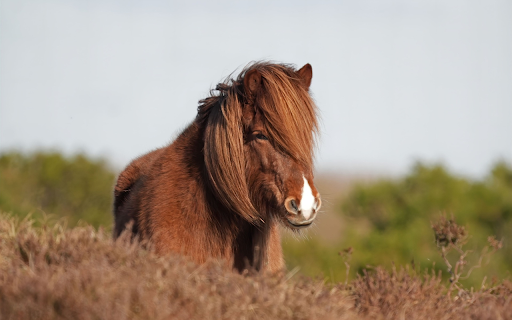Horse and Hay from Chrome web store to be run with OffiDocs Chromium online Horse and Hay from Chrome web store to be run with OffiDocs Chromium online
