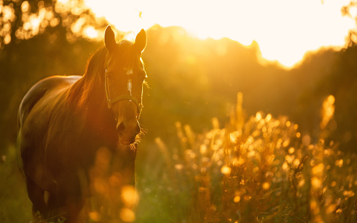 Horses and dawn from Chrome web store to be run with OffiDocs Chromium online Horses and dawn from Chrome web store to be run with OffiDocs Chromium online