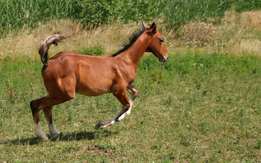 Horses gallop onthe grassland from Chrome web store to be run with OffiDocs Chromium online Horses gallop onthe grassland from Chrome web store to be run with OffiDocs Chromium online