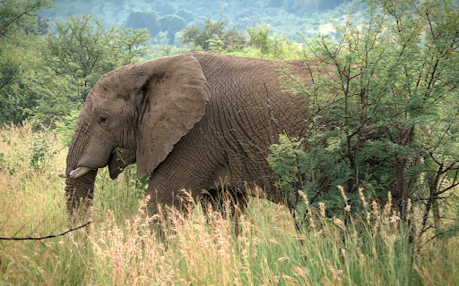 Huge elephant from Chrome web store to be run with OffiDocs Chromium online Huge elephant from Chrome web store to be run with OffiDocs Chromium online
