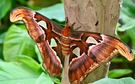 Huge harmless insect from Chrome web store to be run with OffiDocs Chromium online Huge harmless insect from Chrome web store to be run with OffiDocs Chromium online