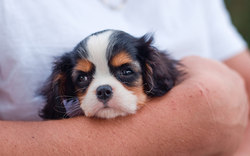 Hug the dog from Chrome web store to be run with OffiDocs Chromium online Hug the dog from Chrome web store to be run with OffiDocs Chromium online