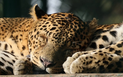 jaguar THEME from Chrome web store to be run with OffiDocs Chromium online jaguar THEME from Chrome web store to be run with OffiDocs Chromium online