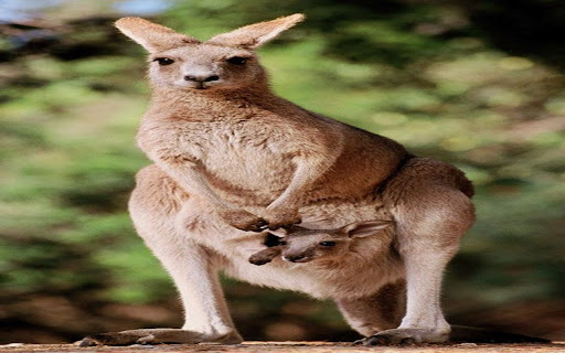 kangaroo wallpaper from Chrome web store to be run with OffiDocs Chromium online kangaroo wallpaper from Chrome web store to be run with OffiDocs Chromium online