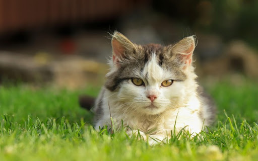 KITTEN THEME from Chrome web store to be run with OffiDocs Chromium online KITTEN THEME from Chrome web store to be run with OffiDocs Chromium online