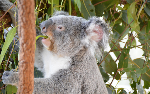 Koala Eating Young Leaves from Chrome web store to be run with OffiDocs Chromium online Koala Eating Young Leaves from Chrome web store to be run with OffiDocs Chromium online