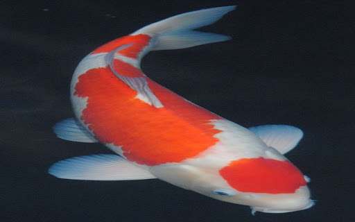 koi fish wallpaper from Chrome web store to be run with OffiDocs Chromium online koi fish wallpaper from Chrome web store to be run with OffiDocs Chromium online