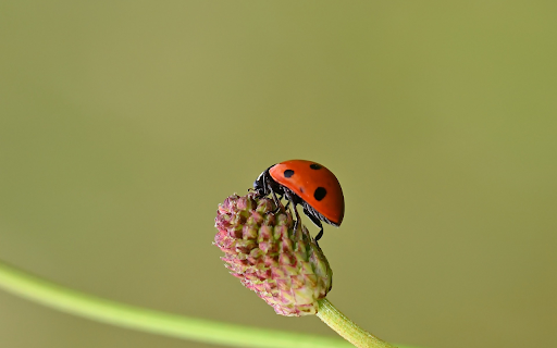 Ladybug and flowers from Chrome web store to be run with OffiDocs Chromium online Ladybug and flowers from Chrome web store to be run with OffiDocs Chromium online