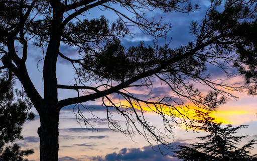 Large canopy tree from Chrome web store to be run with OffiDocs Chromium online Large canopy tree from Chrome web store to be run with OffiDocs Chromium online