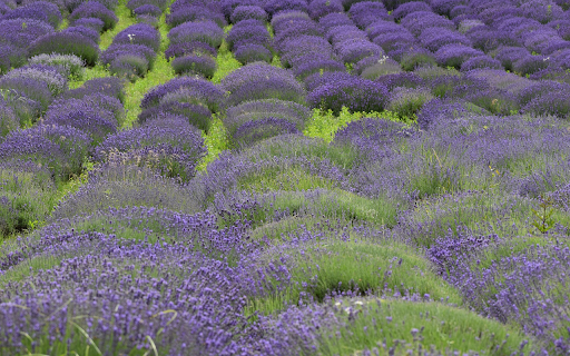 Large flower beds from Chrome web store to be run with OffiDocs Chromium online Large flower beds from Chrome web store to be run with OffiDocs Chromium online