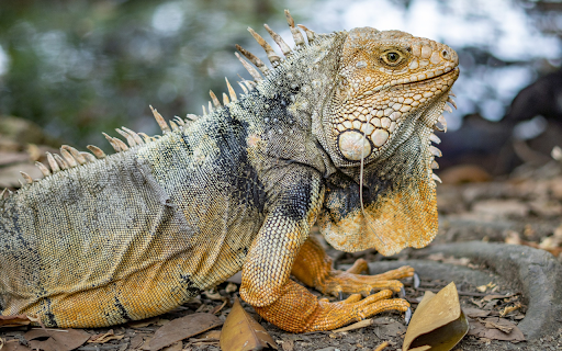 Large iguana from Chrome web store to be run with OffiDocs Chromium online Large iguana from Chrome web store to be run with OffiDocs Chromium online