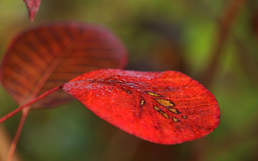 Late autumn leaves from Chrome web store to be run with OffiDocs Chromium online Late autumn leaves from Chrome web store to be run with OffiDocs Chromium online