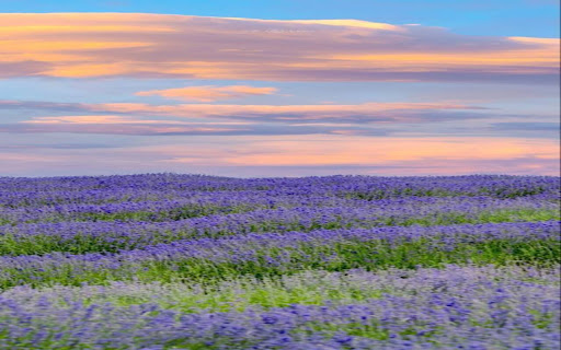 lavender field wallpaper from Chrome web store to be run with OffiDocs Chromium online lavender field wallpaper from Chrome web store to be run with OffiDocs Chromium online