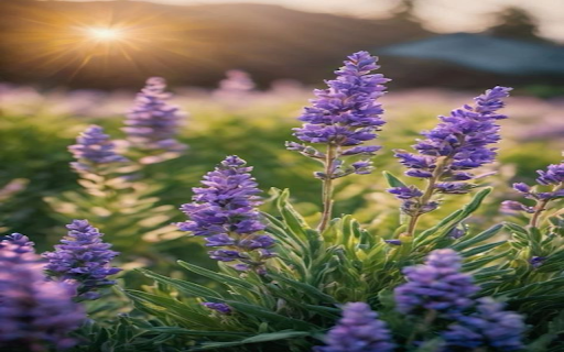 Lavender Wallpaper from Chrome web store to be run with OffiDocs Chromium online Lavender Wallpaper from Chrome web store to be run with OffiDocs Chromium online